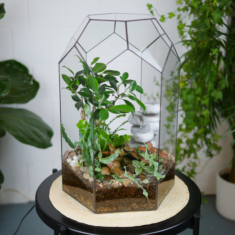 Флорариум с водопадом бонсай Фикус