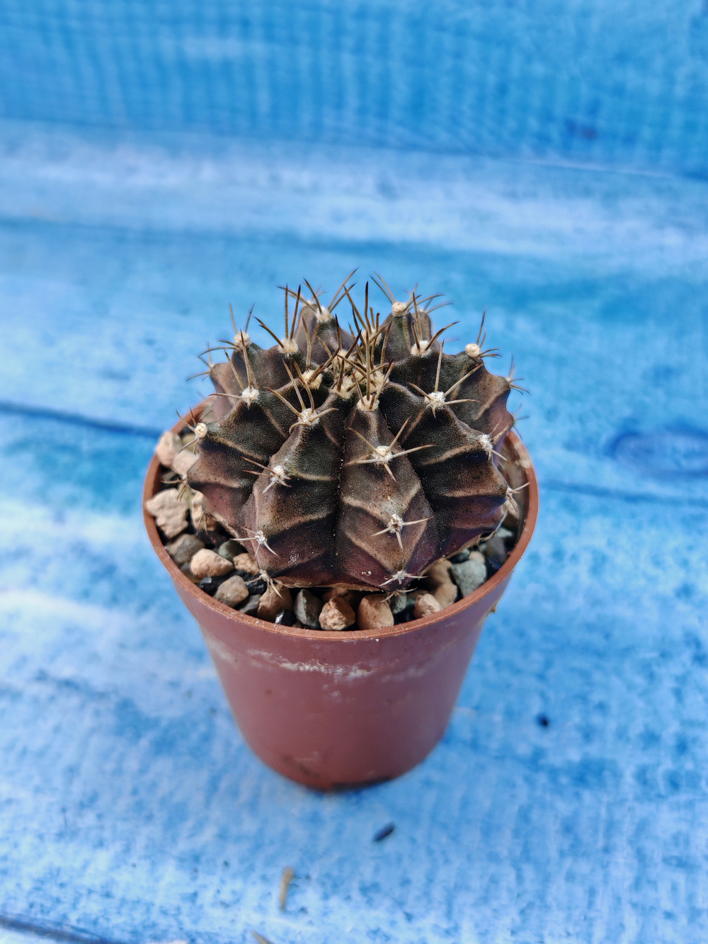 Gymnocalycium Friedrichii (Гимнокалициум)