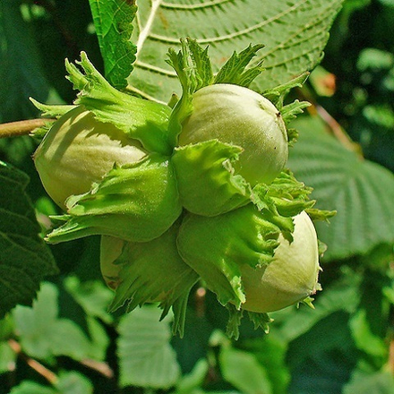 Лещина обыкновенная