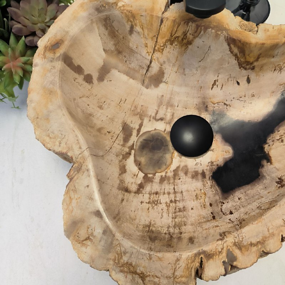 Раковина из окаменелого дерева OD-62488 54*39*15