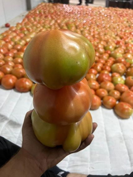 Махитос F1 семена томата индетерминантного (Rijk Zwaan / ALEXAGRO) культура