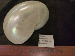 Наутилус Помпилиус "90-130мм" полирован