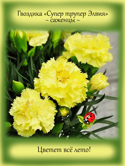 Гвоздика садовая Супер трупер Элвия