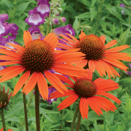 Эхинацея пурпурная Prairie Blaze Orange Sunset