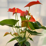 Антуриум Андрэ FLORIDA