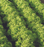 Гранд Рапидc семена салата листового (Nunhems / ALEXAGRO) культура