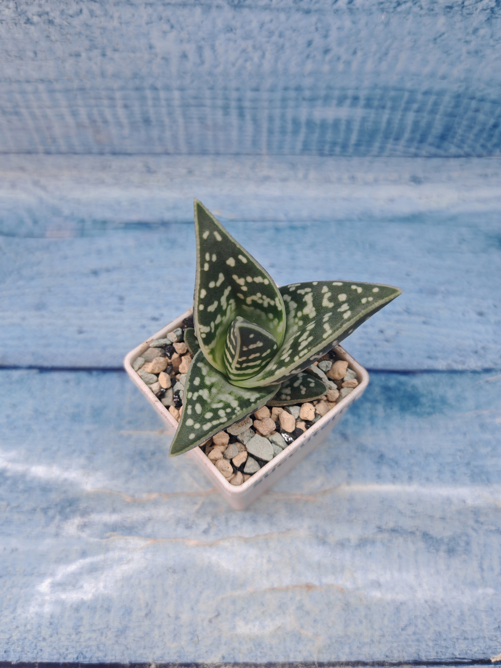Aloe Variagata