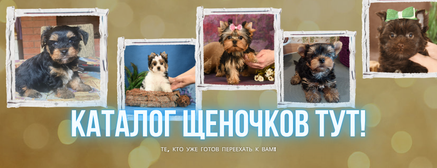 Мы любим йорков и их хозяев!