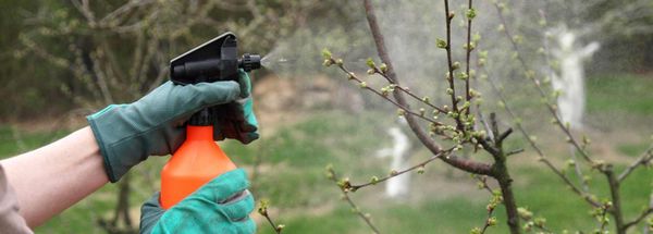 Весенняя обработка сада: выбираем бордоскую смесь или «Хорус» по зеленому конусу