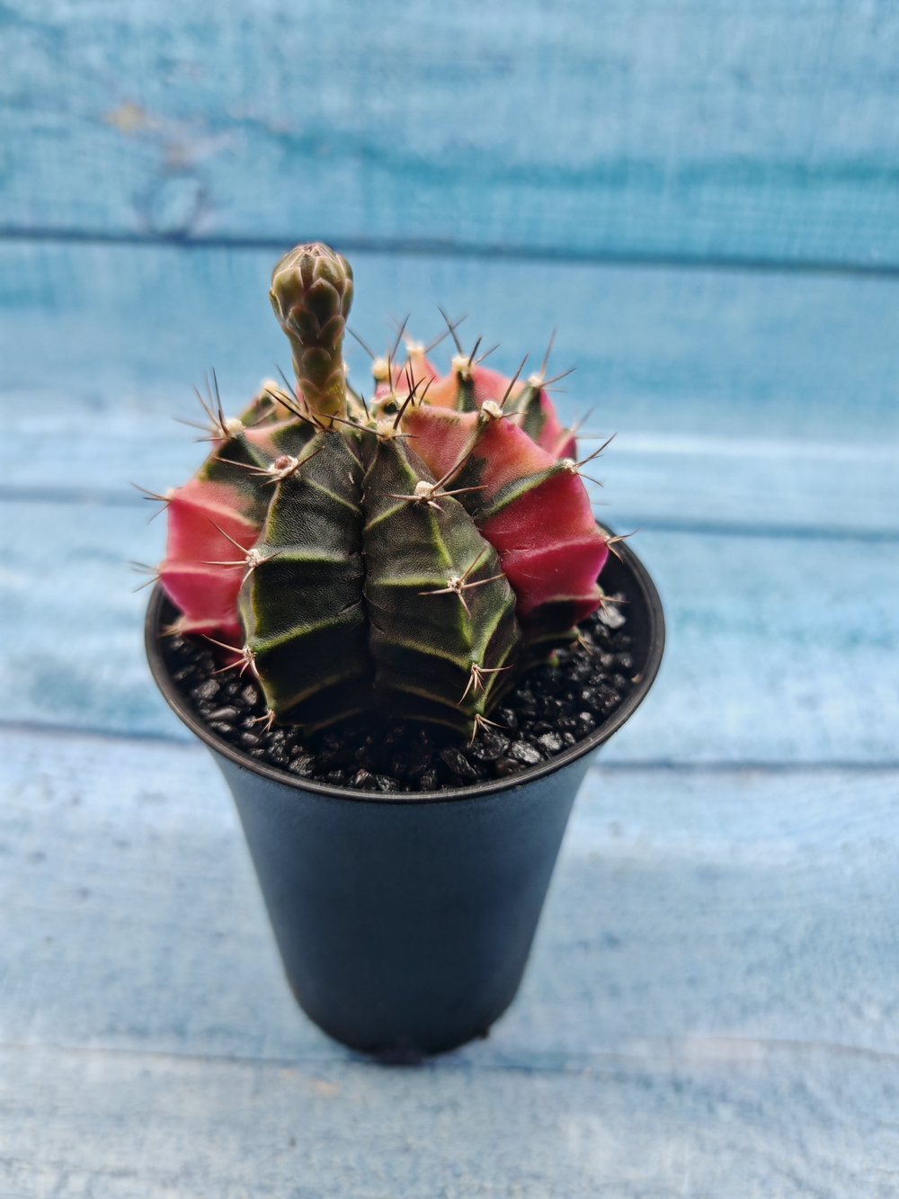 Gymnocalycium Variegata (Гимнокалициум Вариегатный)