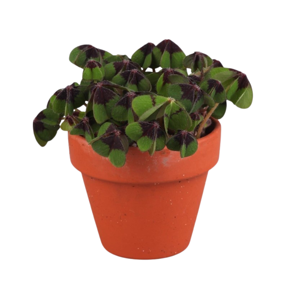 Оксалис (Кислица)