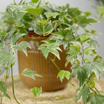 Хедера хеликс Вайт Риппл 13/15