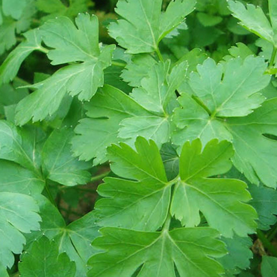 ТОПИТ семена петрушки Enza Zaden купить – фото 1