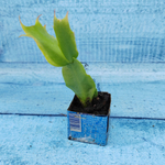 Schlumbergera Coral Cascade (Декабрист)