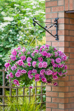 ЕВРО Петуния Tumbelina Helena укорененный черенок ОКС февраль 26 Kohen