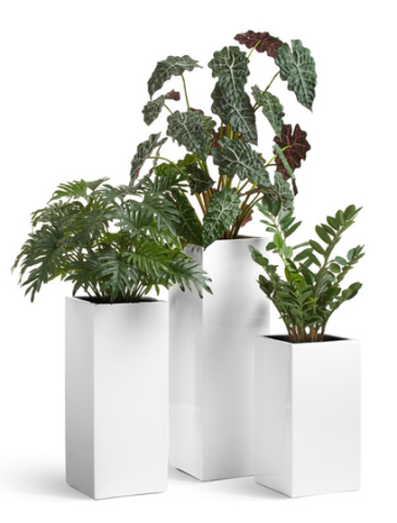 Комплект - Алоказия, филодендрон и замиокулькас в кашпо Treez Effectory Gloss