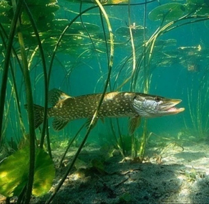 Прайс Лето 2025