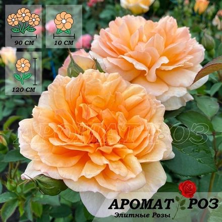 Дама Джуди Денч (Dame Judi Dench)