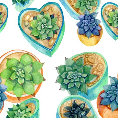 Суккуленты в горшочках