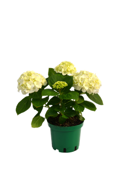 Гортензия Macrophylla White Sun д. 15 СП