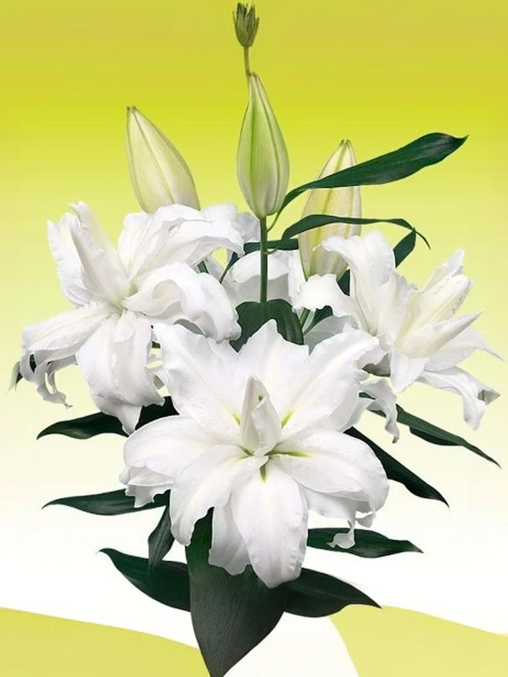 Лилия Эдсилия (махровая серия «Роузлили»)