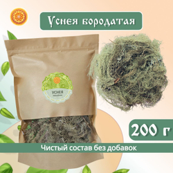 Уснея бородатая. Лишайник.
