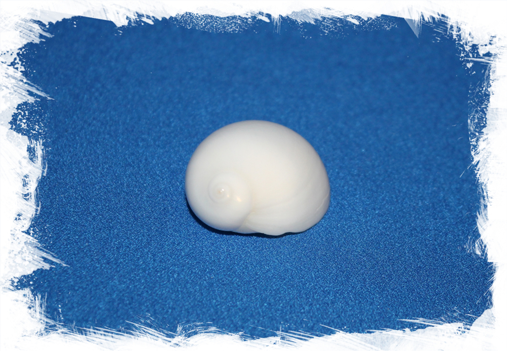 Ракушка Лунный слизень, Белая лунная ракушка