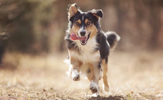 Почему наши покупатели и их хвостики выбирают Симпарику?