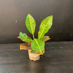 Кротон (Codiaeum variegatum)
