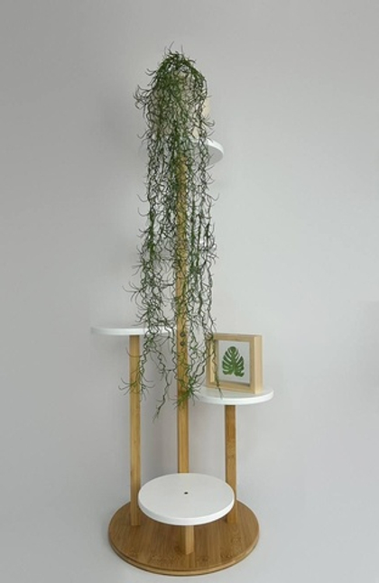 Тилландсия-паутинка / Арт 4076