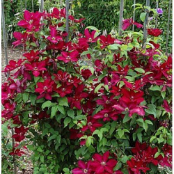 Клематис гибридный Солидарность Закупка М33 апрель 2026