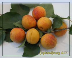 Абрикос сортообразец 6-77