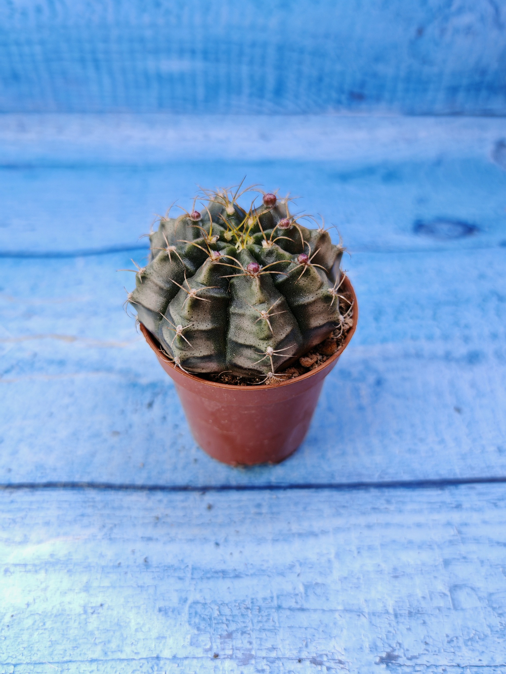 Gymnocalycium Friedrichii (Гимнокалициум)