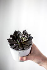 Эхеверия Черный принц