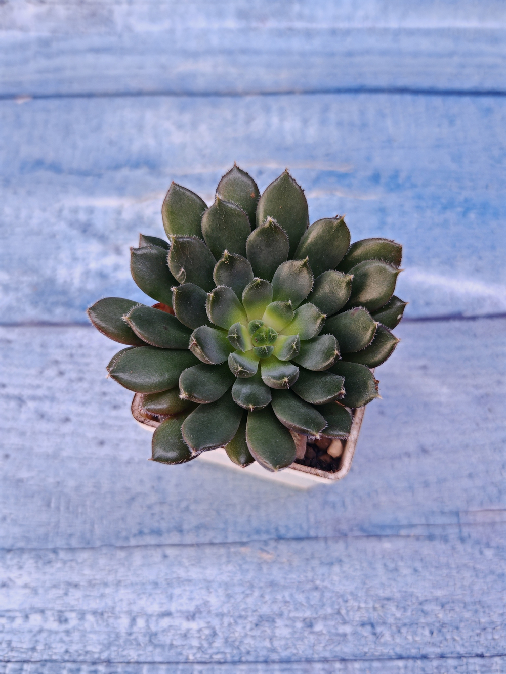 Echeveria Scorpio (Эхеверия)