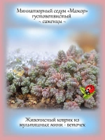 Седум Мажор густоветвистый очиток голубой
