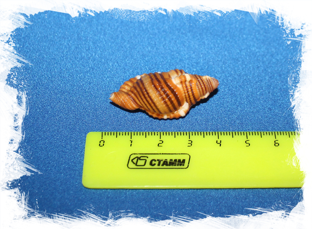 Septa hepatica, Cymatium Hepaticum