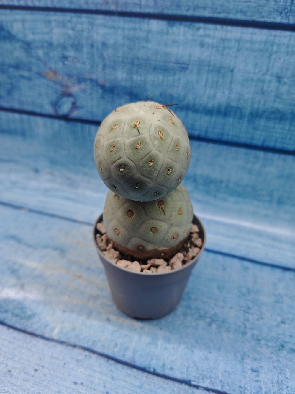Tephrocactus Geometricus (Тефрокактус)