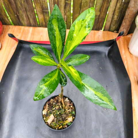 Ардизия ELLIPTICA