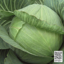 Парадокс F1 семена капусты белокочанной (Bejo / Бейо)