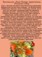 Бугенвилия Сноу Оранж денежный цветок