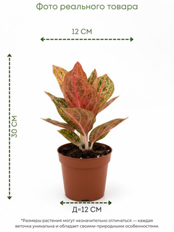 Аглаонема Gold Pauder д.12