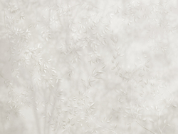 Коллекция BOZZETTO