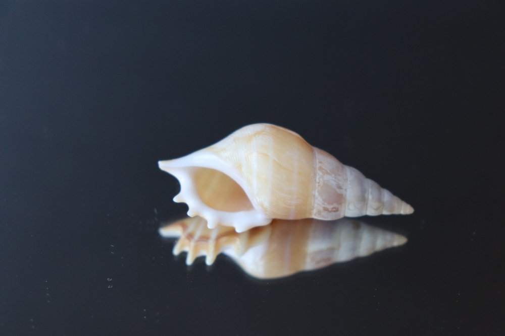 Ракушка тибия деликатула (Rostellariella delicatula)