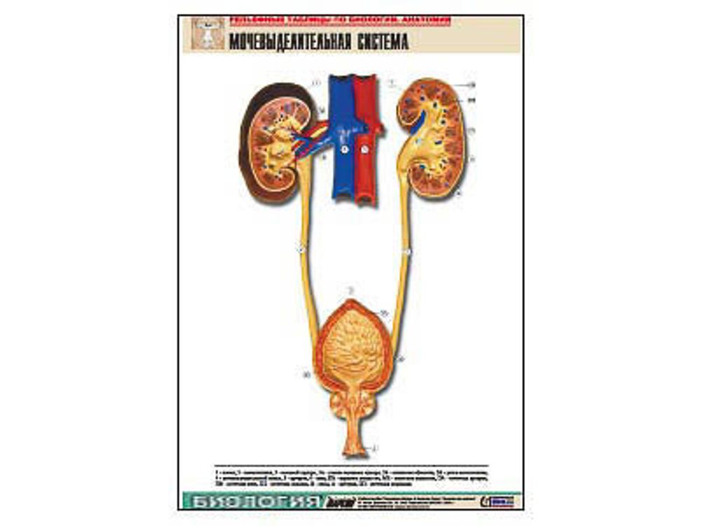 Рельефная таблица &amp;#34;Мочевыделительная система&amp;#34; (формат А1, матовое ламинир.)