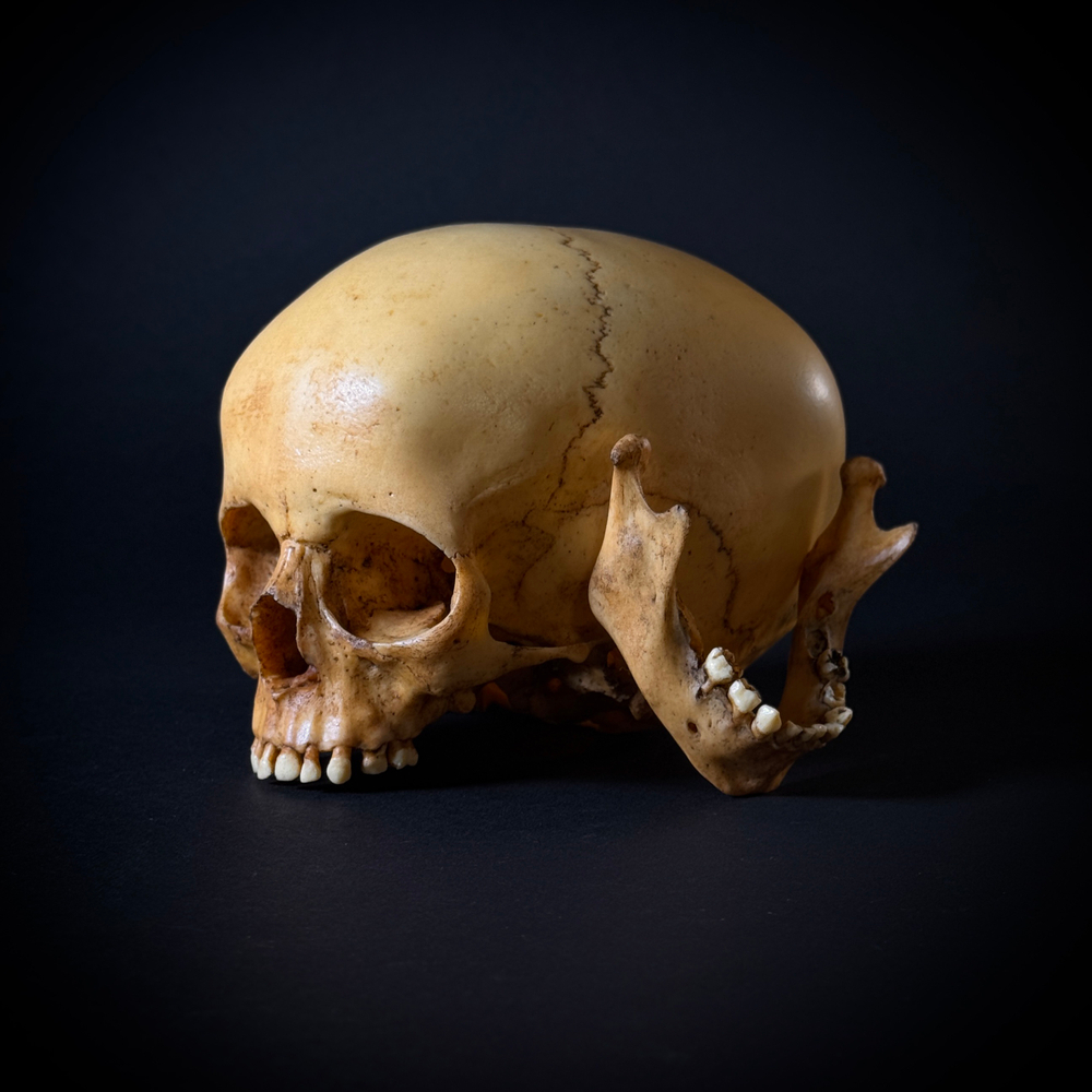 Череп человека ребёнок (анатомическая модель)