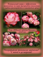 Роза Юбилей принца Монако постоянноцветущая