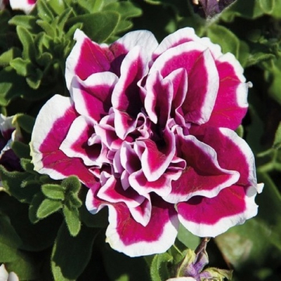 П6 Петуния SWEETSUNSHINE (DOUBLE FLOWERED) MAGENTA PICOTEE