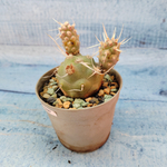Tephrocactus Articulatus Papyracanthus (Тефрокактус)