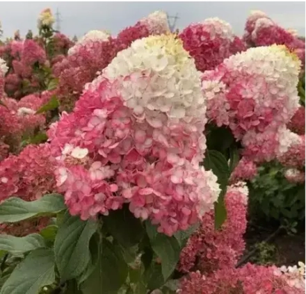 Гортензия метельчатая Строберри Блоссом С5 40-60